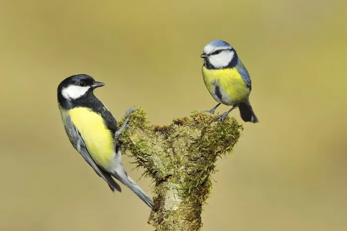Framed Print : Great tit (Parus major), male, and blue tit (Parus caeruleus) on a branch covered with moss