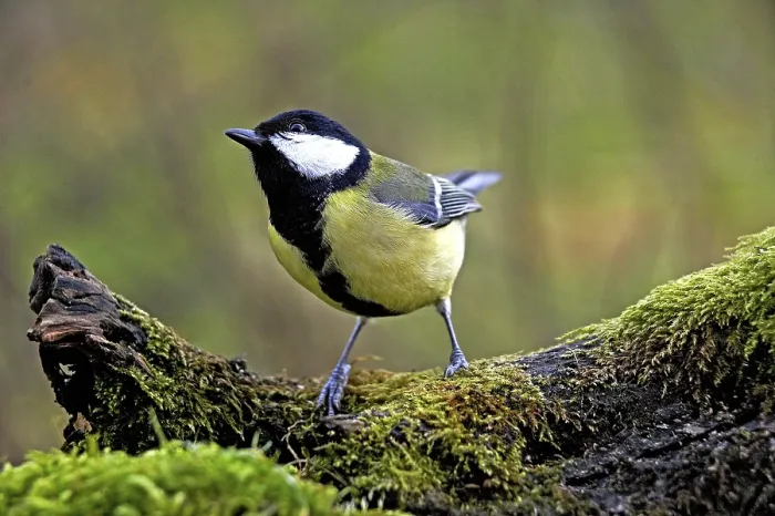 Framed Print : Great tit (parus major), male on branch, Normandy