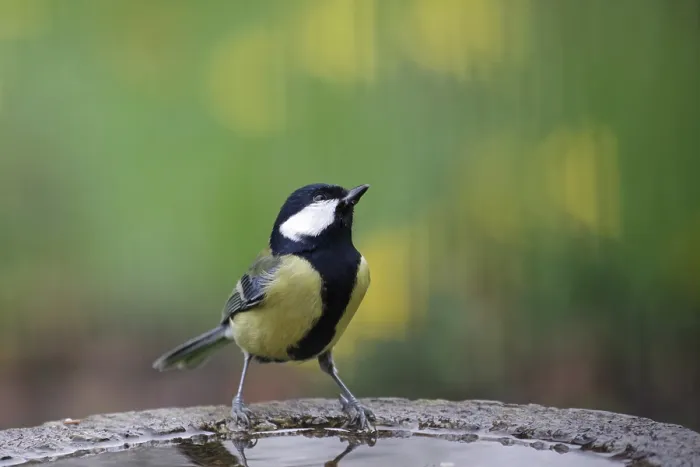Framed Print : Great tit (Parus major), male, colorful