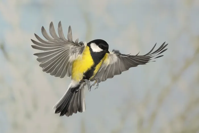 Framed Print : Great Tit (Parus major), male in flight Framed Print : Great Tit (Parus major), male in flight