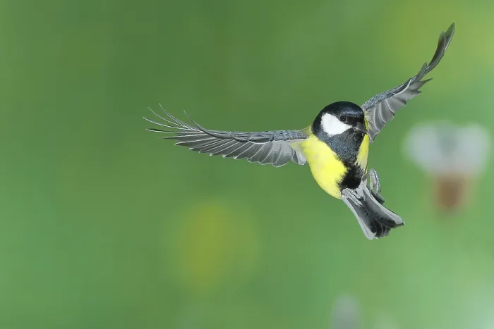 Framed Print : Great tit (Parus major), male in flight Framed Print : Great tit (Parus major), male in flight