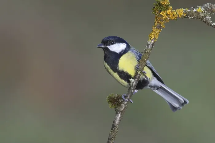 Framed Print : Great tit (Parus major), male sitting on branch