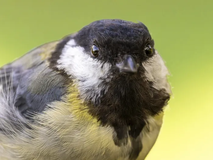 Framed Print : Great tit (Parus major) portrait of the head shown in frontal view Framed Print : Great tit (Parus major) portrait of the head shown in frontal view