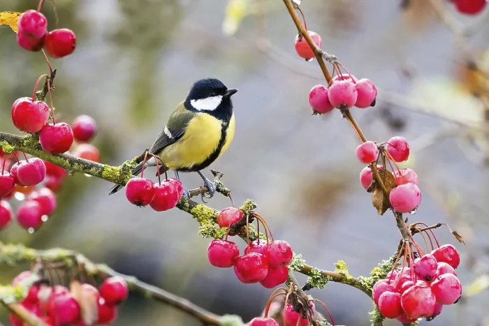 Framed Print : A great tit (Parus major) sits on a branch covered with red berries in an autumnal setting Framed Print : A great tit (Parus major) sits on a branch covered with red berries in an autumnal setting