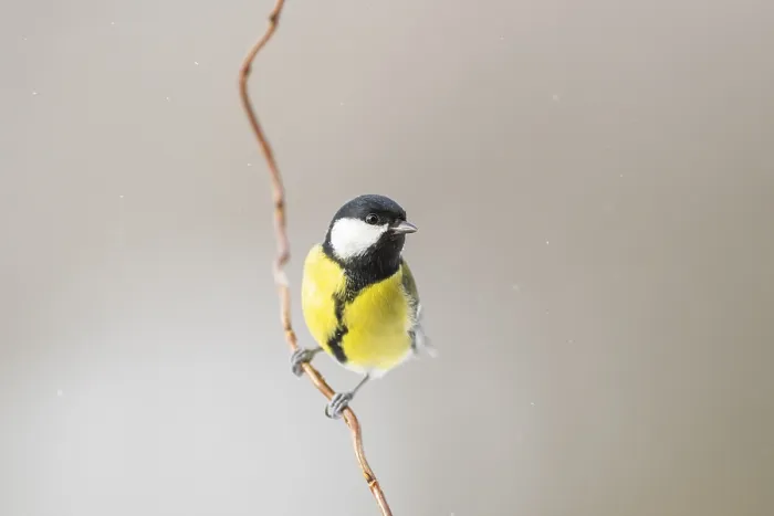 Framed Print : Great tit (Parus major) sitting on a branch