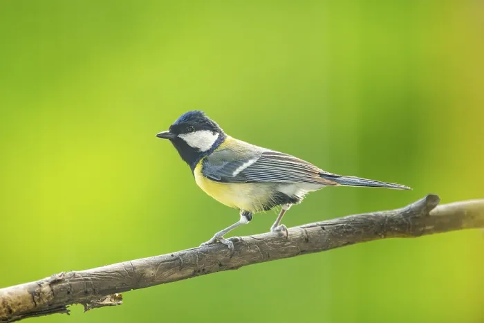 Framed Print : Great tit (Parus major) sitting on a branch