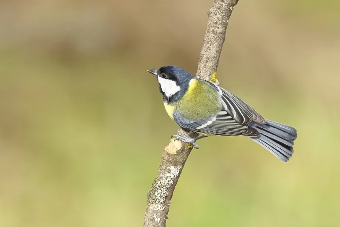 Framed Print : Great tit (Parus major), sitting on a branch Framed Print : Great tit (Parus major), sitting on a branch
