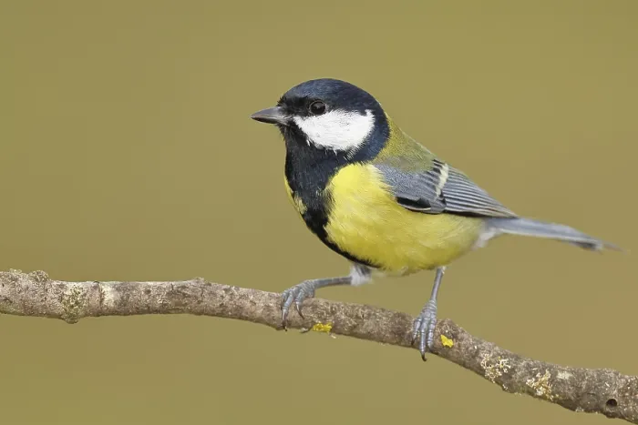Framed Print : Great tit (Parus major), sitting on a branch Framed Print : Great tit (Parus major), sitting on a branch