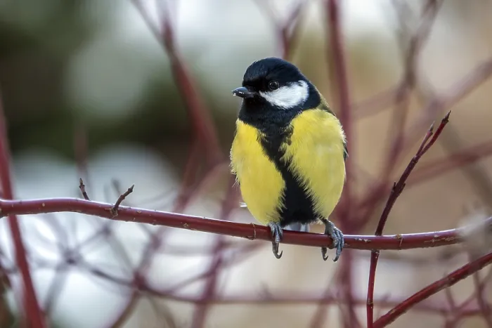Framed Print : Great tit (Parus major), sitting on a branch