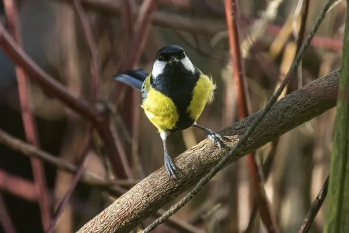 Framed Print : Great tit (Parus major), sitting on a branch Framed Print : Great tit (Parus major), sitting on a branch