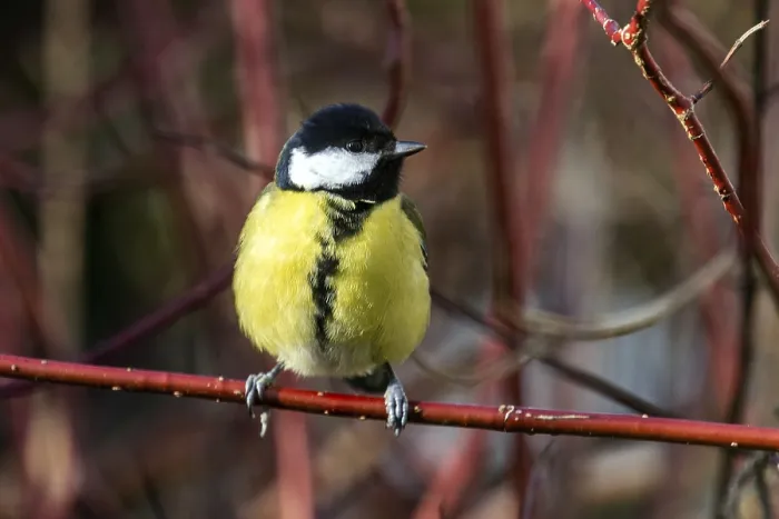 Framed Print : Great tit (Parus major), sitting on a branch