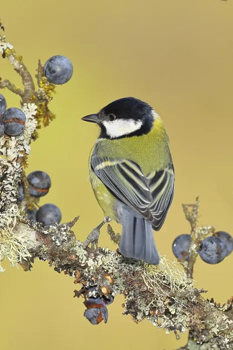 Framed Print : Great tit (Parus major), sitting on a branch in a blackthorn bush