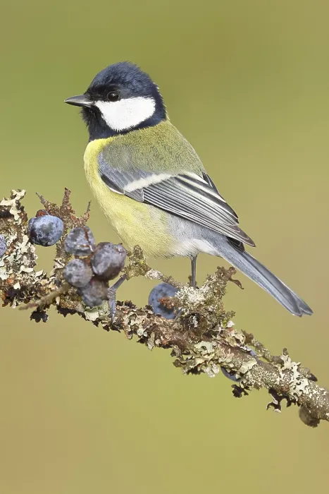 Framed Print : Great tit (Parus major), sitting on a branch in a blackthorn bush Framed Print : Great tit (Parus major), sitting on a branch in a blackthorn bush