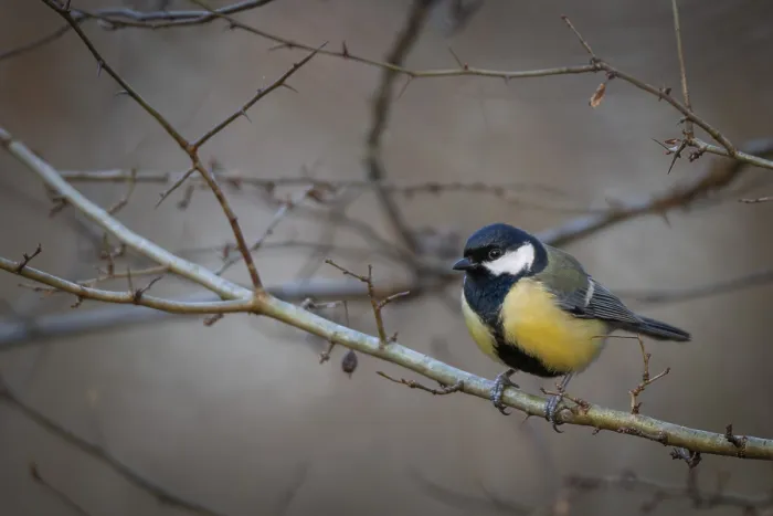 Framed Print : Great tit (Parus major) sitting on a branch in the forest