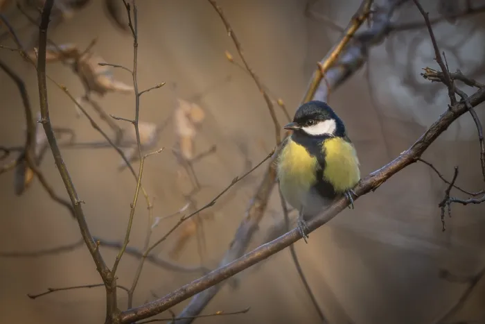 Framed Print : Great tit (Parus major) sitting on a branch in the forest in the evening light