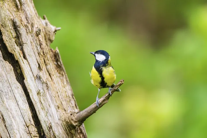 Framed Print : Great tit (Parus major) sitting on a branch of an old wrotten tree trunk at a swamp