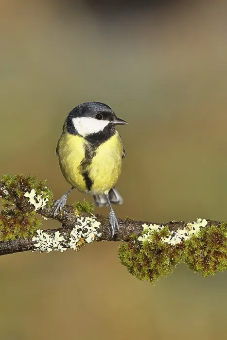 Framed Print : Great tit (Parus major), sitting on a branch overgrown with lichen and moss Framed Print : Great tit (Parus major), sitting on a branch overgrown with lichen and moss