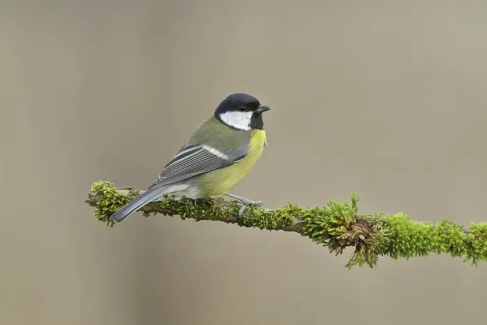 Framed Print : Great tit (Parus major), sitting on branch overgrown with moss
