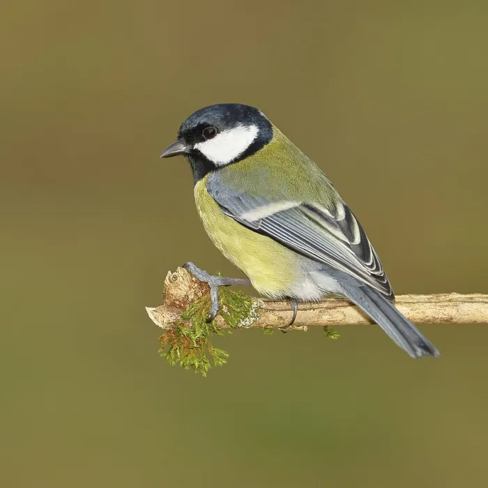 Framed Print : Great Tit (Parus major), sitting on a branch overgrown with moss and lichen