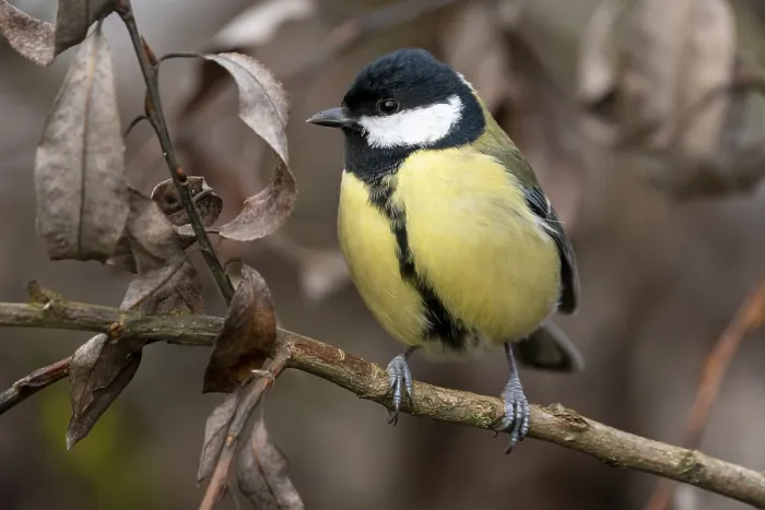 Framed Print : Great tit (Parus major) sitting on a branch in winter
