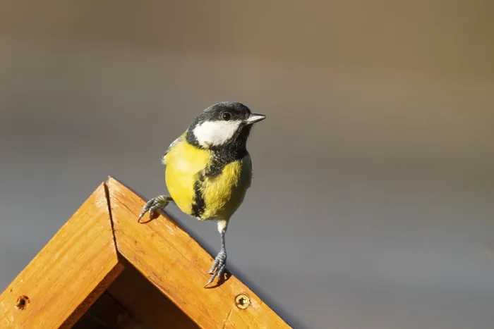 Framed Print : Great tit (Parus major) sitting on a fence
