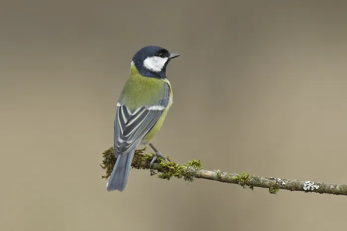Framed Print : Great tit (Parus major), sitting on moss-covered branch