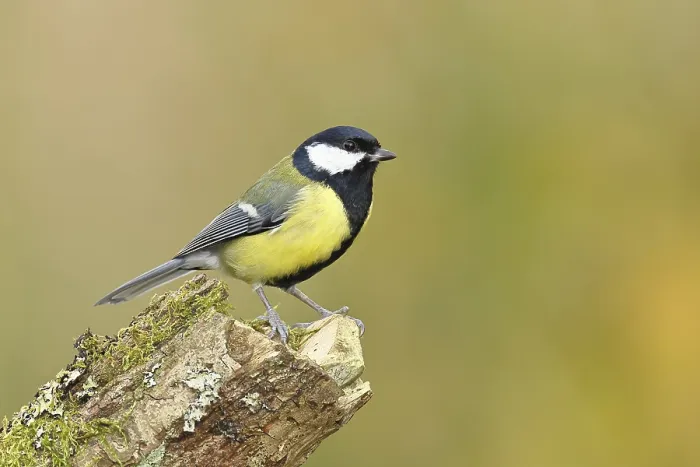 Framed Print : Great tit (Parus major) sitting on moss-covered dead wood