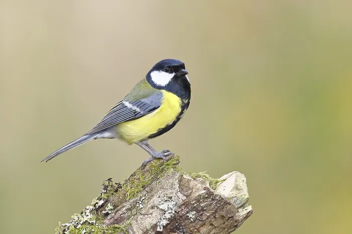 Framed Print : Great tit (Parus major) sitting on moss-covered dead wood Framed Print : Great tit (Parus major) sitting on moss-covered dead wood