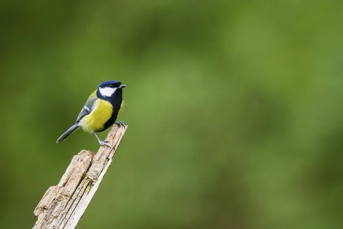 Framed Print : Great tit (Parus major) sitting on an old wrotten tree trunk at a swamp