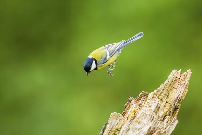 Framed Print : Great tit (Parus major) sitting on an old wrotten tree trunk at a swamp