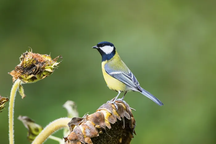 Framed Print : Great tit (Parus major) sitting on an old wrotten tree trunk at a swamp Framed Print : Great tit (Parus major) sitting on an old wrotten tree trunk at a swamp