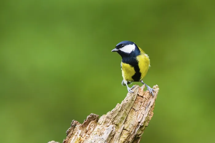 Framed Print : Great tit (Parus major) sitting on an old wrotten tree trunk at a swamp