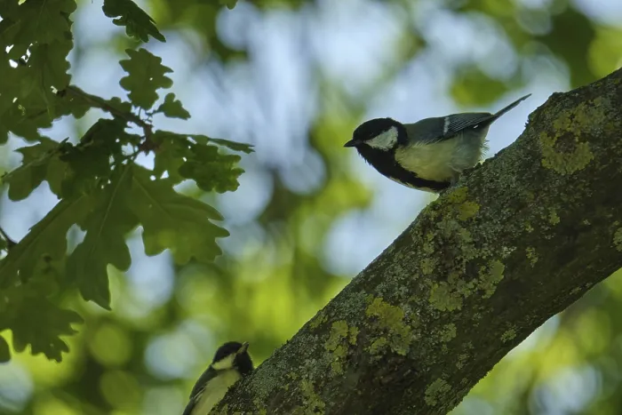 Framed Print : Great tit (Parus major) sitting in a pedunculate oak (Quercus robur) Framed Print : Great tit (Parus major) sitting in a pedunculate oak (Quercus robur)