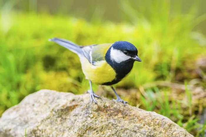 Framed Print : Great tit (Parus major) sitting on a rock at a swamp Framed Print : Great tit (Parus major) sitting on a rock at a swamp