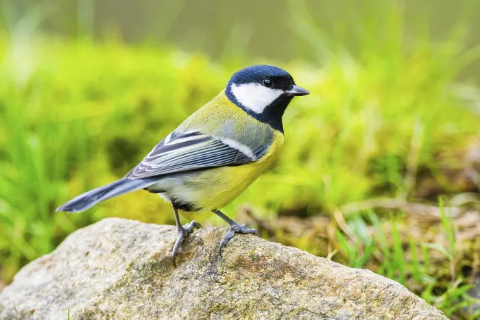 Framed Print : Great tit (Parus major) sitting on a rock at a swamp