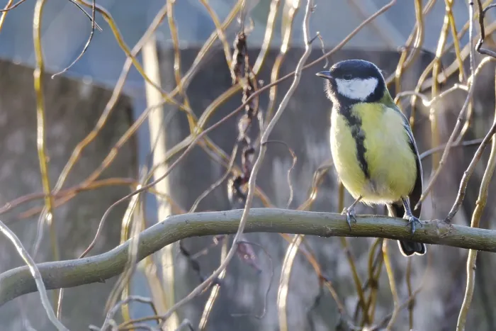 Framed Print : Great tit (Parus major) sitting in a shrub Framed Print : Great tit (Parus major) sitting in a shrub