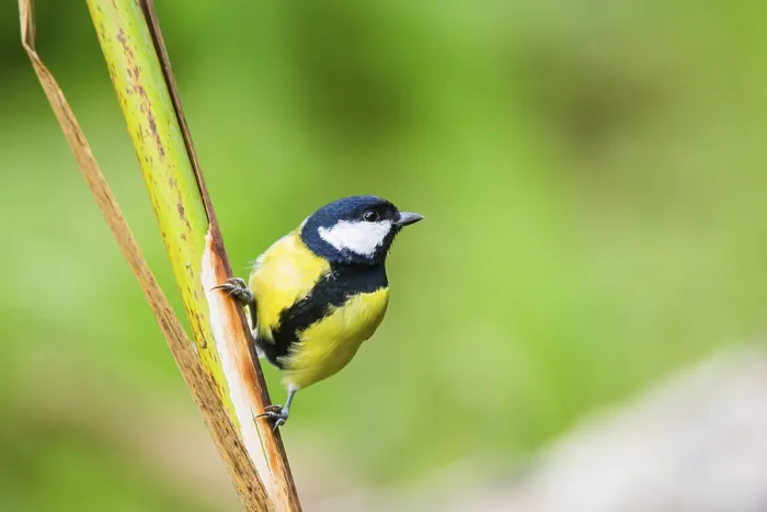 Framed Print : Great tit (Parus major) sitting on stem of a reed at a swamp