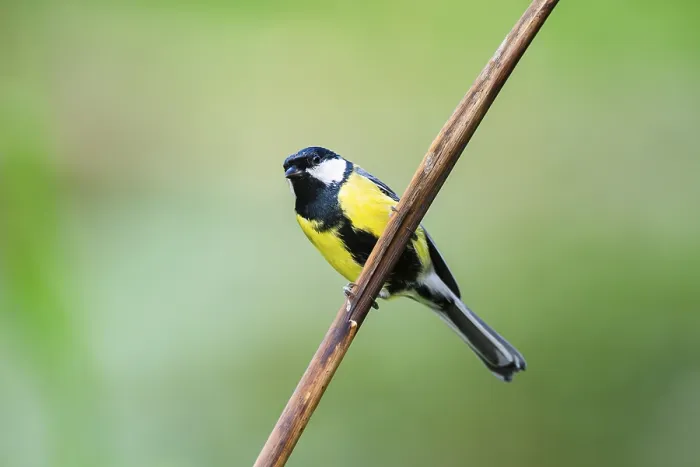 Framed Print : Great tit (Parus major) sitting on stem of a reed at a swamp