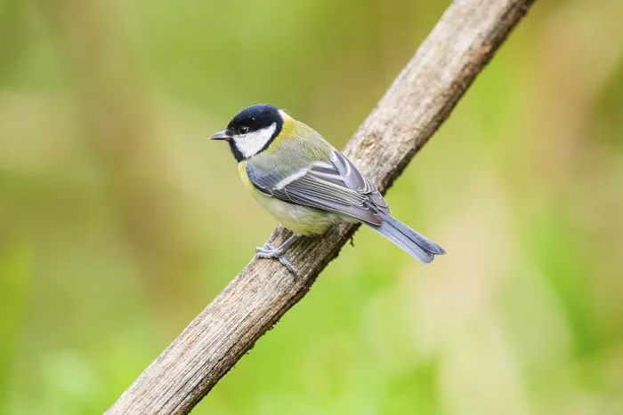 Framed Print : Great tit (Parus major) sitting on stem of a reed at a swamp