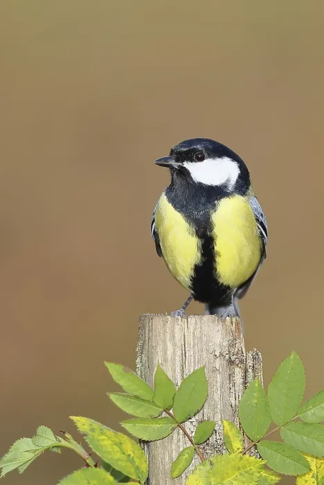 Framed Print : Great tit (Parus major) sitting on a tree stump