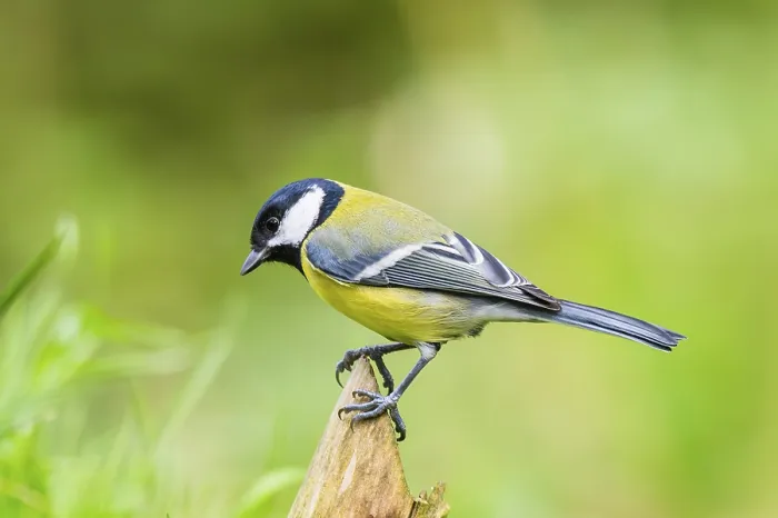 Framed Print : Great tit (Parus major) sitting on a wood at a swamp Framed Print : Great tit (Parus major) sitting on a wood at a swamp
