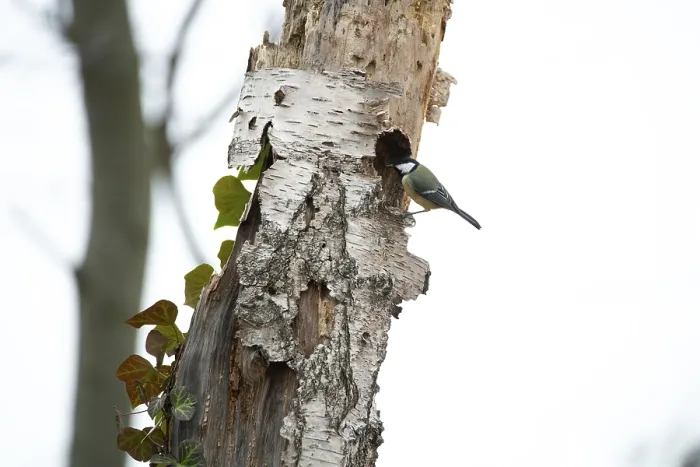 Framed Print : Great Tit (Parus major), in a tree cavity on a dead birch tree Framed Print : Great Tit (Parus major), in a tree cavity on a dead birch tree
