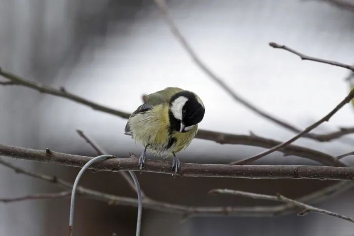 Framed Print : Great tit (Parus major), twig, winter