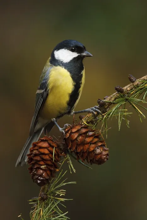 Framed Print : Great Tit (Parus major), Utrecht, Netherlands