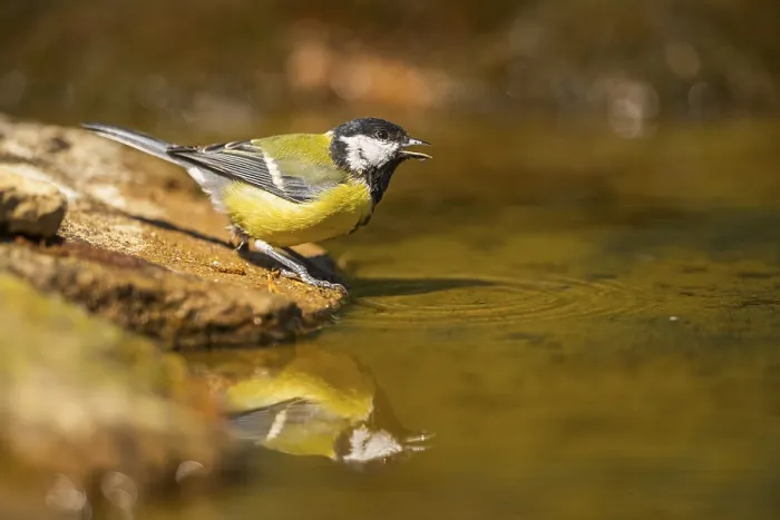 Framed Print : Great Tit (Parus major) at a water pool