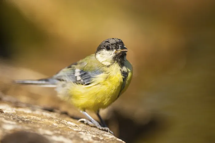 Framed Print : Great Tit (Parus major) at a water pool Framed Print : Great Tit (Parus major) at a water pool