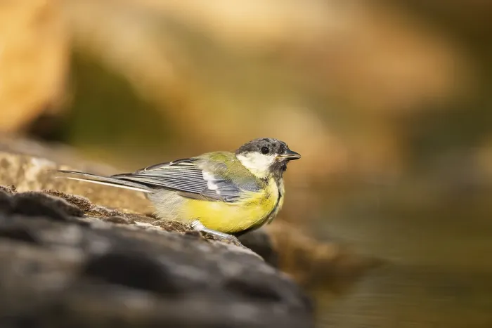Framed Print : Great Tit (Parus major) at a water pool