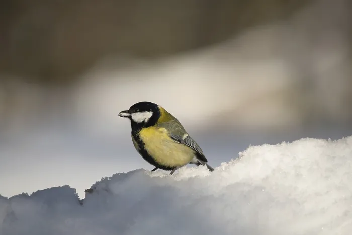 Framed Print : Great tit (Parus major), at winter feeding site