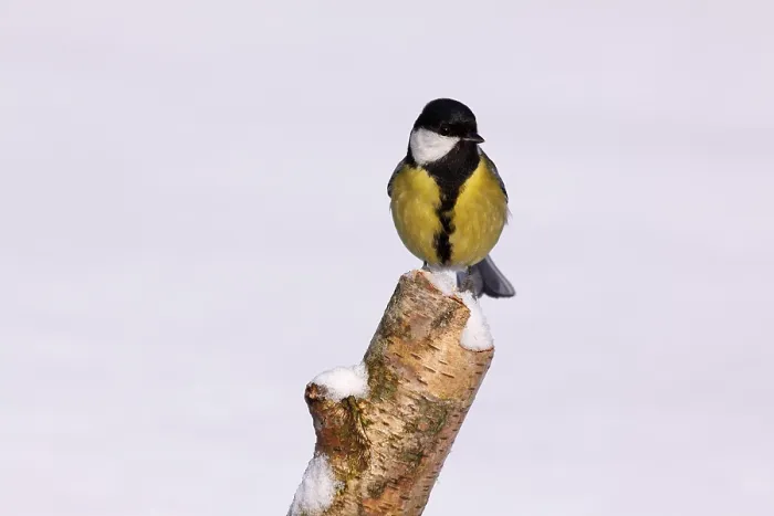 Framed Print : Great Tit (Parus major) in winter perched on a birch stump