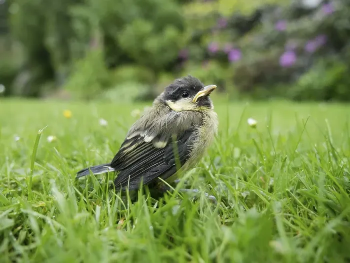 Framed Print : Great tit (Parus major) young bird in the garden on the lawn